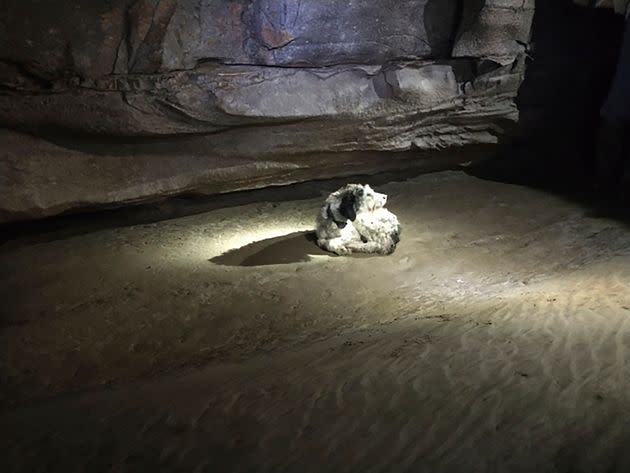 This photo provided by Gerry Keene shows a 13-year-old dog named Abby that was found by cavers on Aug. 6, 2022, at a cave in Perryville, Mo. The dog’s owner said she had been gone for nearly two months. She is regaining weight and healing. (Gerry Keene via AP) (Photo: via Associated Press)