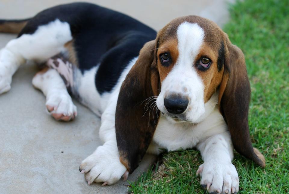 2) Basset Hound