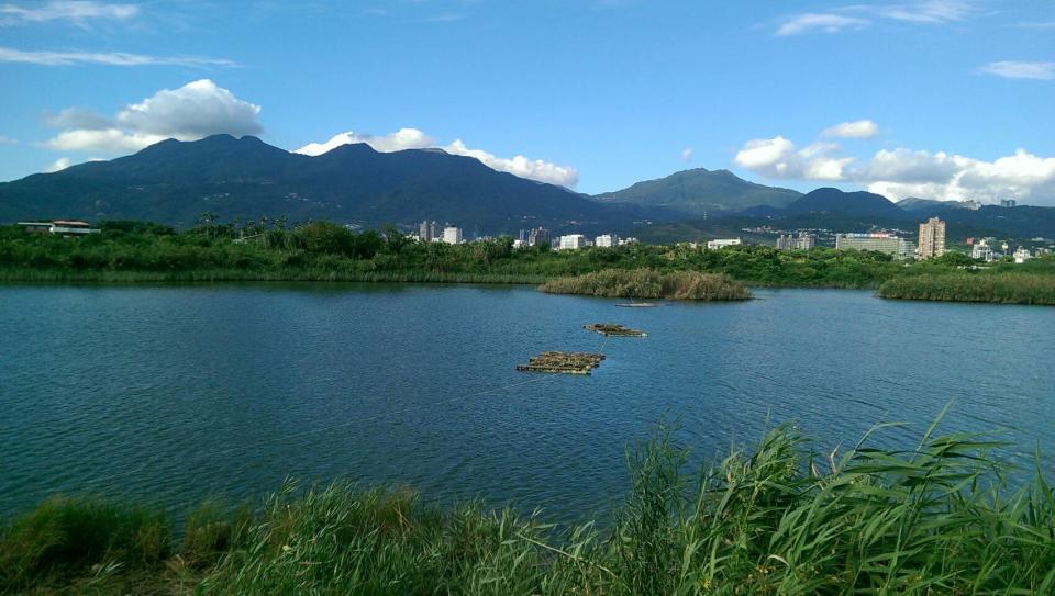 社子島濕地孕育豐富的底棲動物生態相，彈塗魚、招潮蟹與鷺鷥科鳥類都是這裡的主要住民。圖/臺北市政府工務局水利工程處