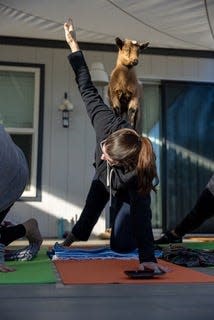 Giggling with Goats in Indio offers goat yoga classes in March and April 2024.