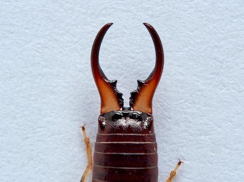   <span class="attribution"><a class="link " href="https://www.shutterstock.com/image-photo/common-earwig-european-white-background-details-1702262770" rel="nofollow noopener" target="_blank" data-ylk="slk:Macronatura.es/Shutterstock;elm:context_link;itc:0;sec:content-canvas">Macronatura.es/Shutterstock</a></span>