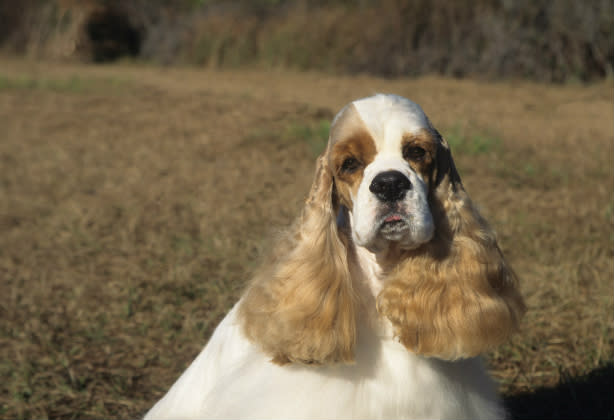 Cocker Spaniel