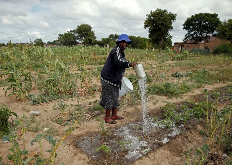 A woman uses borehole water to feed wilting crops during a prolonged drought in Bulawayo