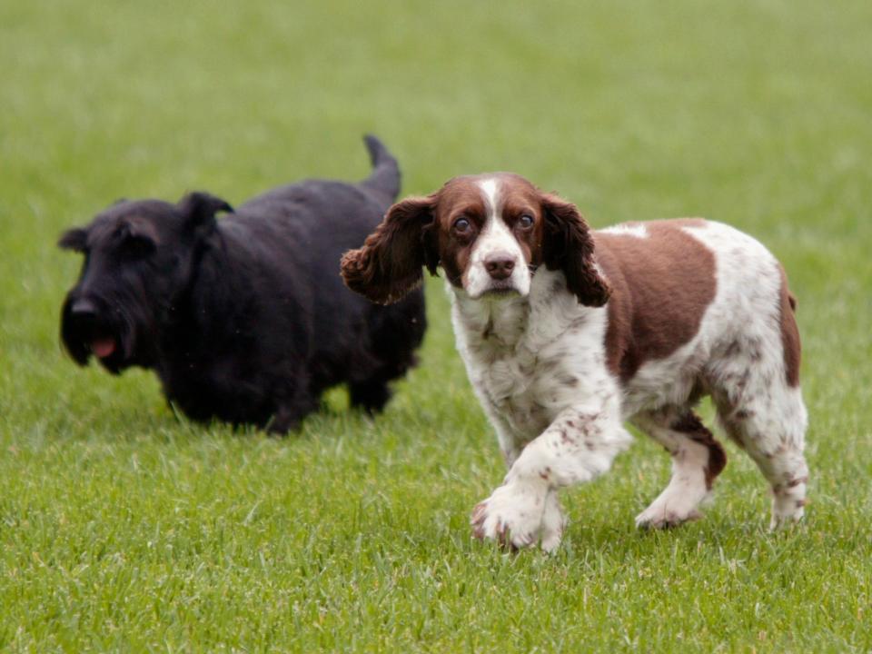 President George W. Bush's dogs, Spot (right) and Barney (left).