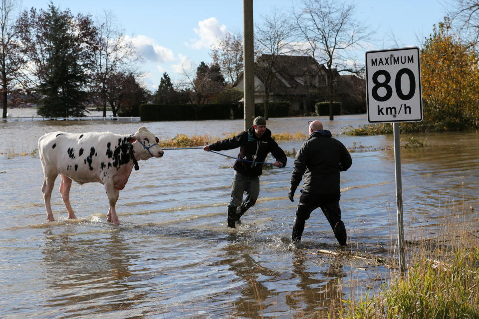 <p>Farmers and community members help to rescue stranded cattle after rainstorms caused flooding and landslides in Abbotsford, British Columbia, Canada November 16, 2021. REUTERS/Jesse Winter</p> 