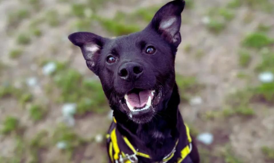 Eastern Daily Press: Milo is approximately 2 years old and is believed to be a Collie and Staffy mix