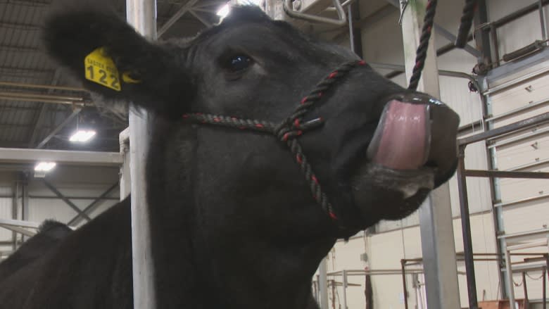 P.E.I.'s best beef on display at 67th Easter Beef Show and Sale