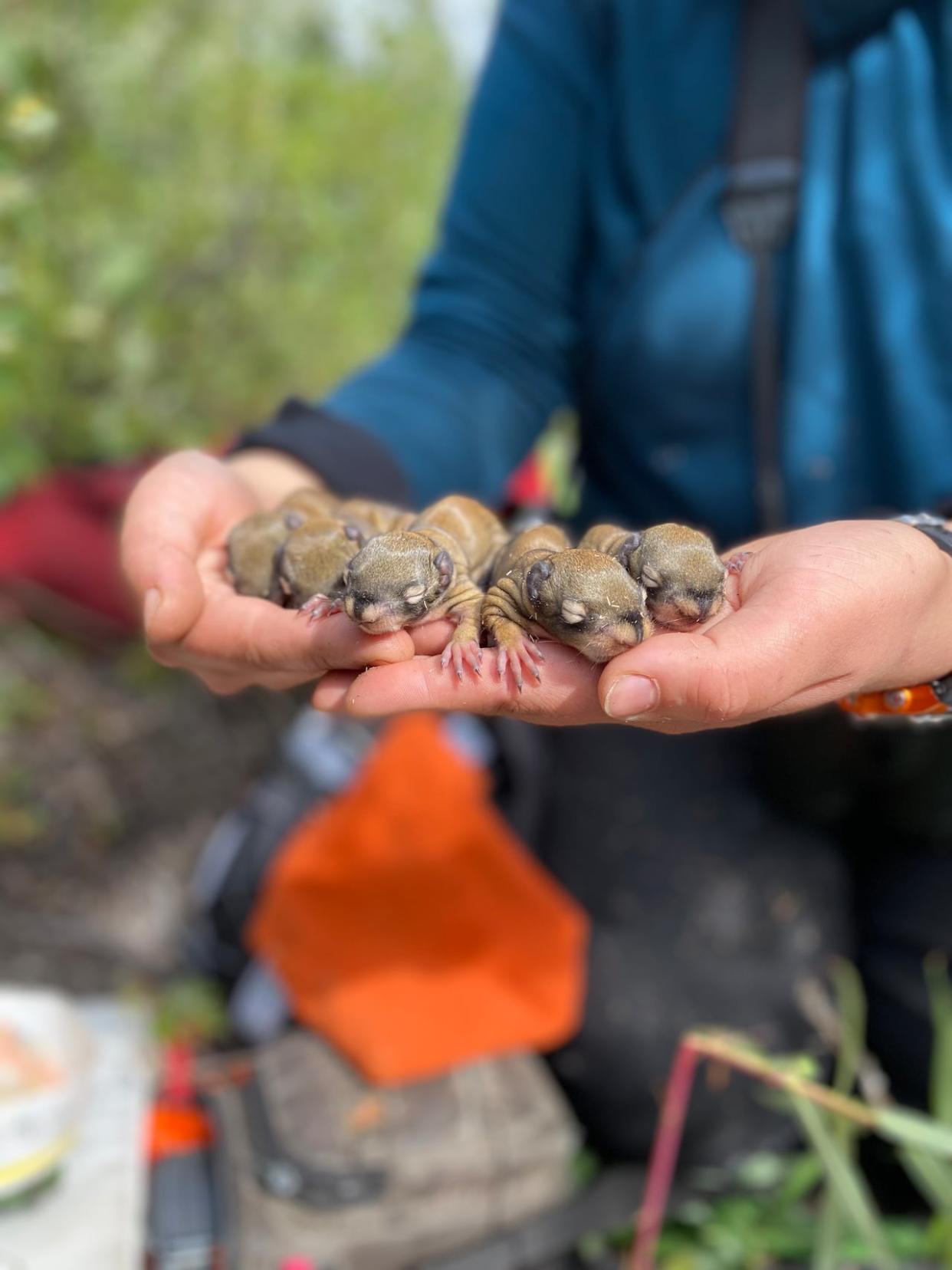 For many red squirrel pups, the difference of being born one year compared to the next could mean a dramatically different lifespan.  (David Delaney - image credit)