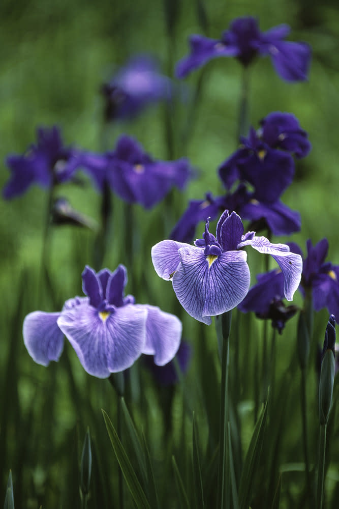 菖蒲（Image Source : Getty Creative/iStockphoto）