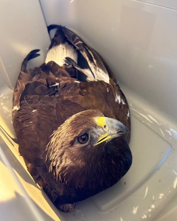 Injured golden eagle rescued in San Isabel Forest