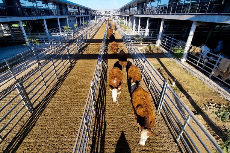 La entrada de hacienda cayó más del 30% hasta el jueves