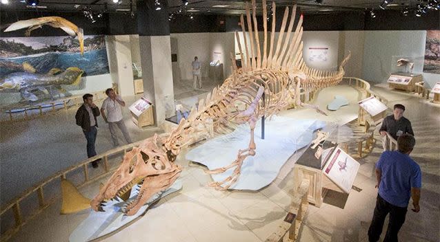 A 50-foot life-size model of a Spinosaurus dinosaur at the National Geographic Society in Washington. AP Photo/Pablo Martinez Monsivais