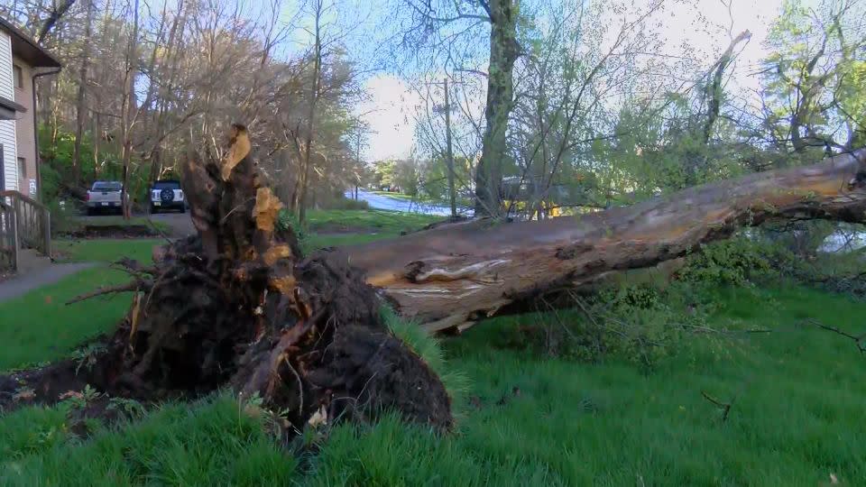 Severe storms on Tuesday uprooted several trees along their path, including this one in Manchester, Iowa. - KWWL
