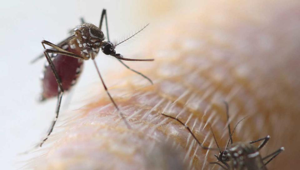 Dado que el virus del Zika se transmite a través del mosquito, se recomienda a las personas que viajen a Costa Rica se protejan de las picaduras de mosquitos usando camisa y pantalones largos, repelentes de insectos, durmiento con mosquitero… (Foto: Getty)