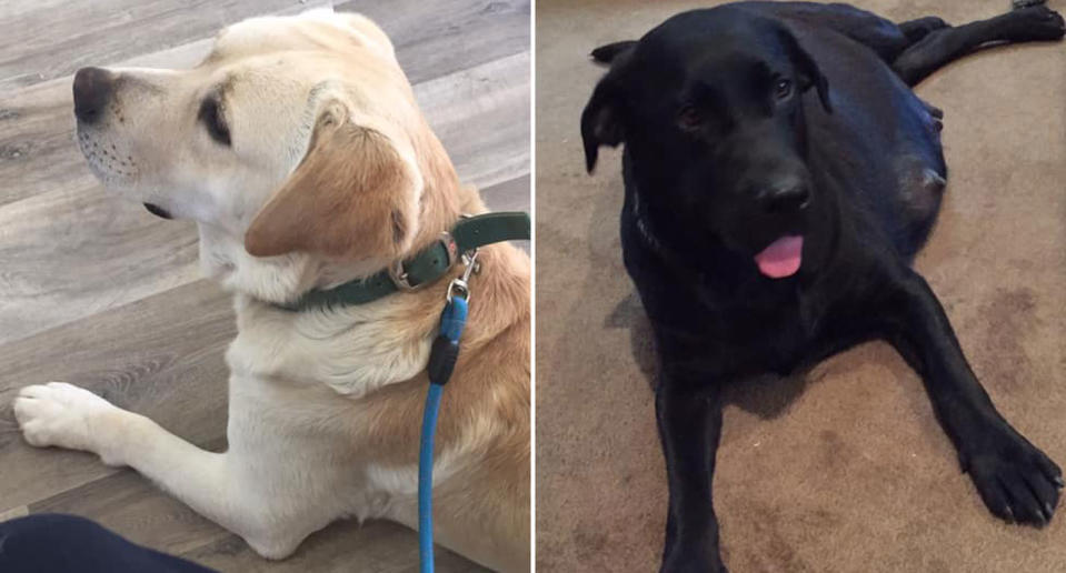 Brad and Donna Elson initially thought their Labradors, Yoda and Darcy, had run away after they went missing from their Riverton property.