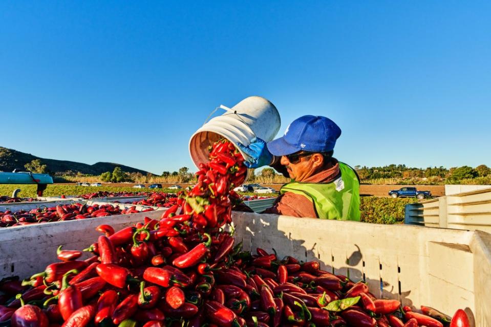 Harvesting red jalapeño peppers—the secret to good sriracha—at Underwood Ranches.