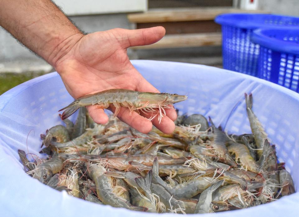 Dominick Varra, farm technician at HomeGrown Shrimp, displays one of the adult shrimp after baskets of the shrimp were harvested Wednesday, Jan. 24, 2024, in Indiantown.