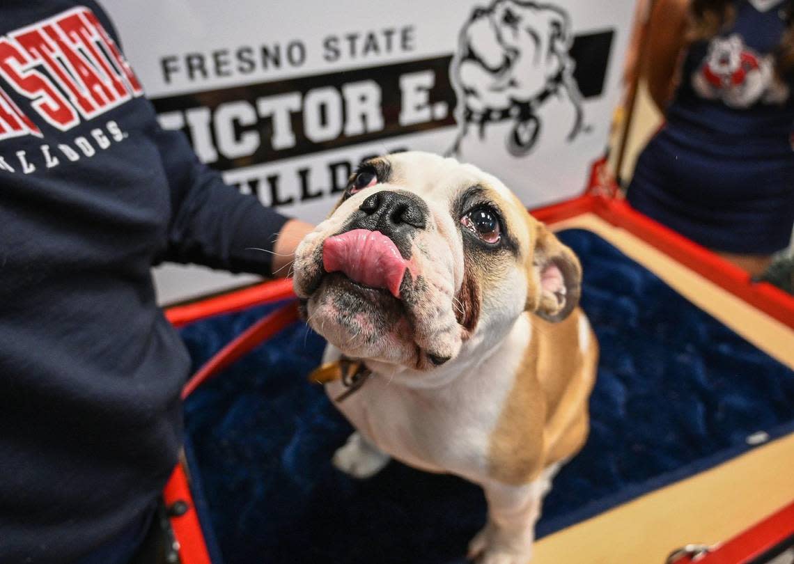 Victor E. Bulldog IV is introduced as Fresno State University’s newest live mascot during a press conference at the Smittcamp Alumni House at Fresno State on Tuesday, Nov. 29, 2022. Victor E Bulldog IV will officially take over for the retiring Victor E. Bulldog III during a changing of the collar ceremony in the spring. CRAIG KOHLRUSS/ckohlruss@fresnobee.com