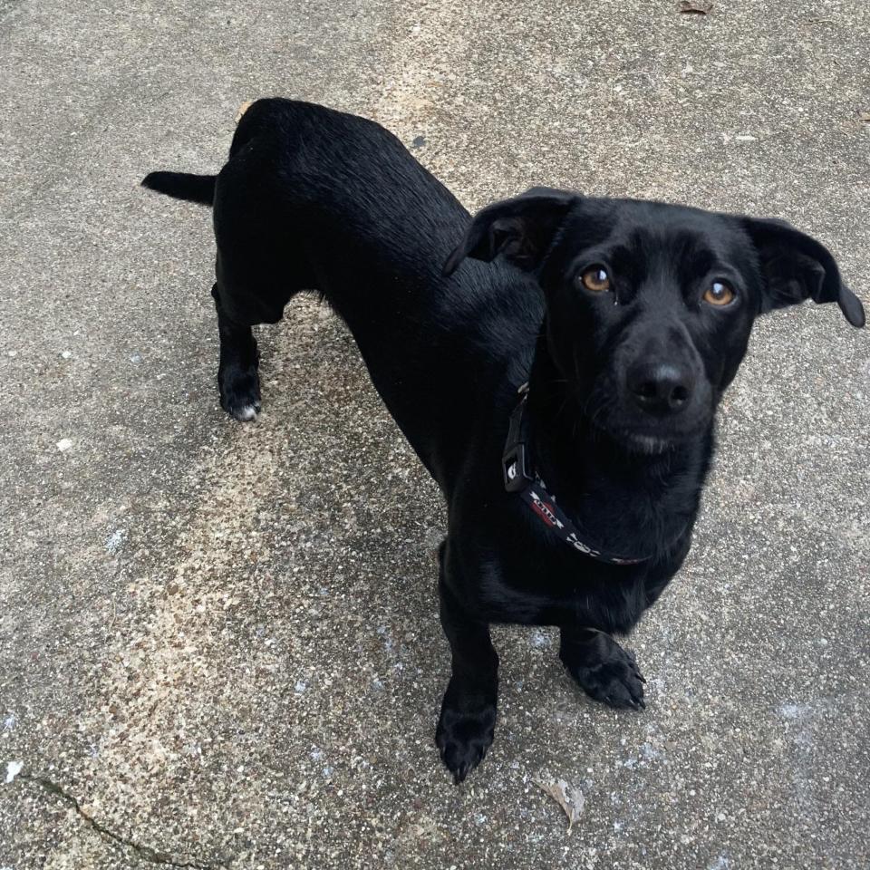 Eddie the dachshund mix. He was adopted by the Brooks family in November 2023 after the Humane Society of Wichita County posted a hilariously honest description of him.