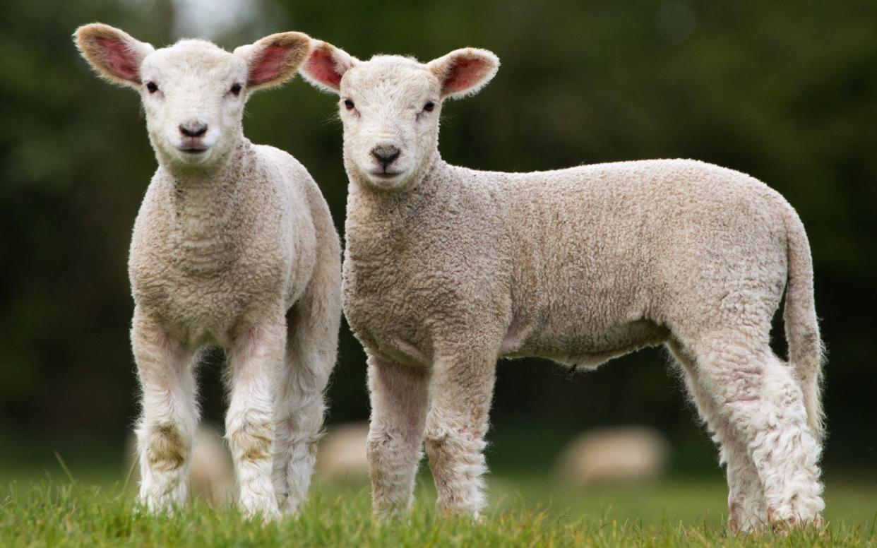 A pair of lambs in a field