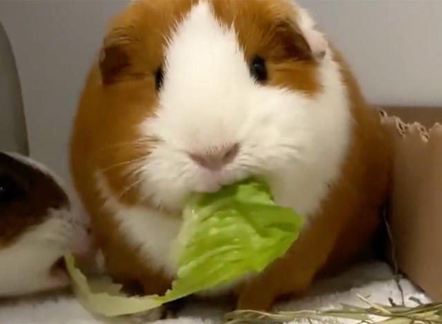 Readers sound off on guinea pigs, NYC's energy transition and a