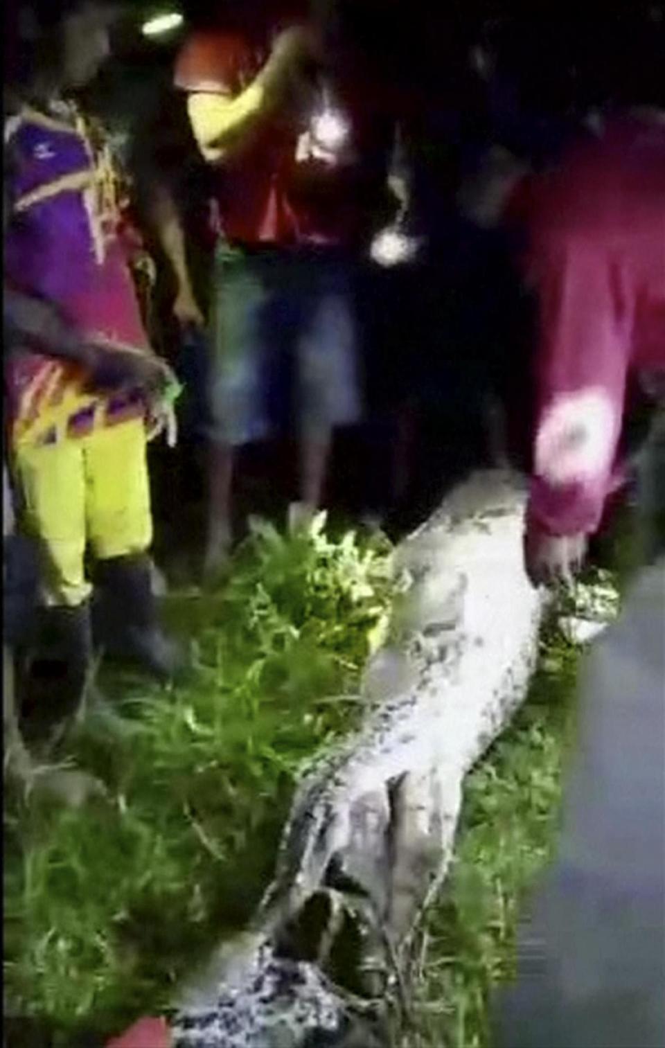 Swallowed whole: the python was sliced open with a knife to retrieve the farmer's body (AP)