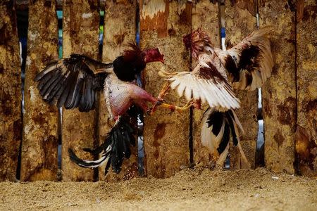 Roosters fight at a cockfighting arena in Moron, central region of Ciego de Avila province, Cuba, February 16, 2017. REUTERS/Alexandre Meneghini