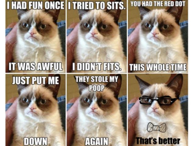 Angry cat of judgment. - 9GAG