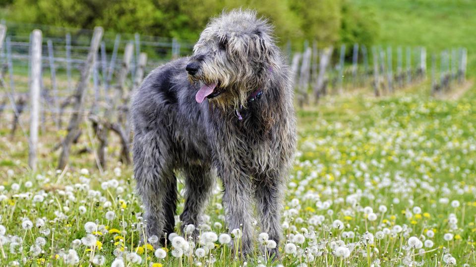 Irish Wolfhound stood outside