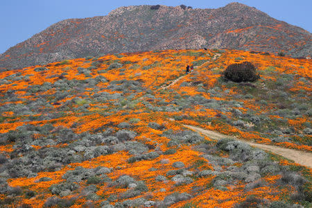 A super bloom of poppies is seen in Lake Elsinore, California, U.S., February 27, 2019. REUTERS/Lucy Nicholson