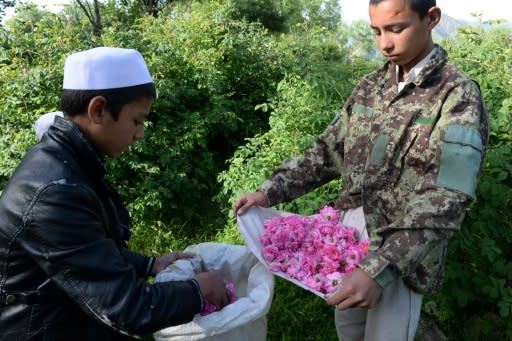 Afghan rose oil is used by several European companies, including German organic cosmetics brand Dr. Hauschka -- whose products are priced well out of reach of ordinary Afghans