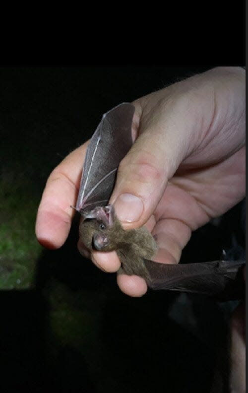 Bats, says Hatmaker, do a lot for the ecosystem.