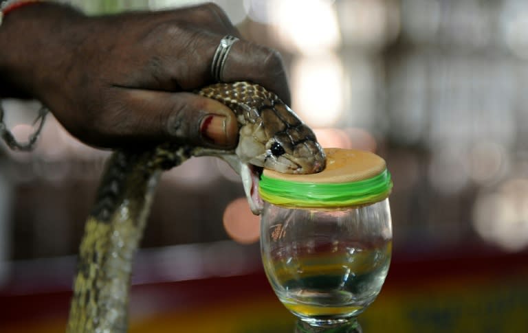 An Indian snake-catcher extracts venom from a cobra at the venom extraction center of the Irula snake-catchers cooperative on the outskirts of Chennai