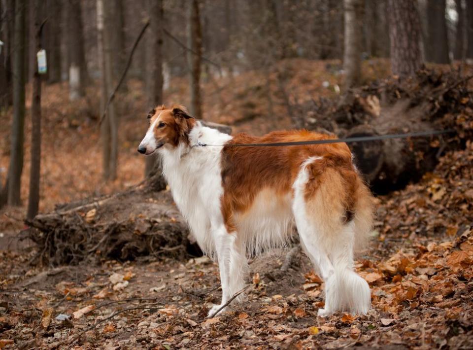 Borzoi