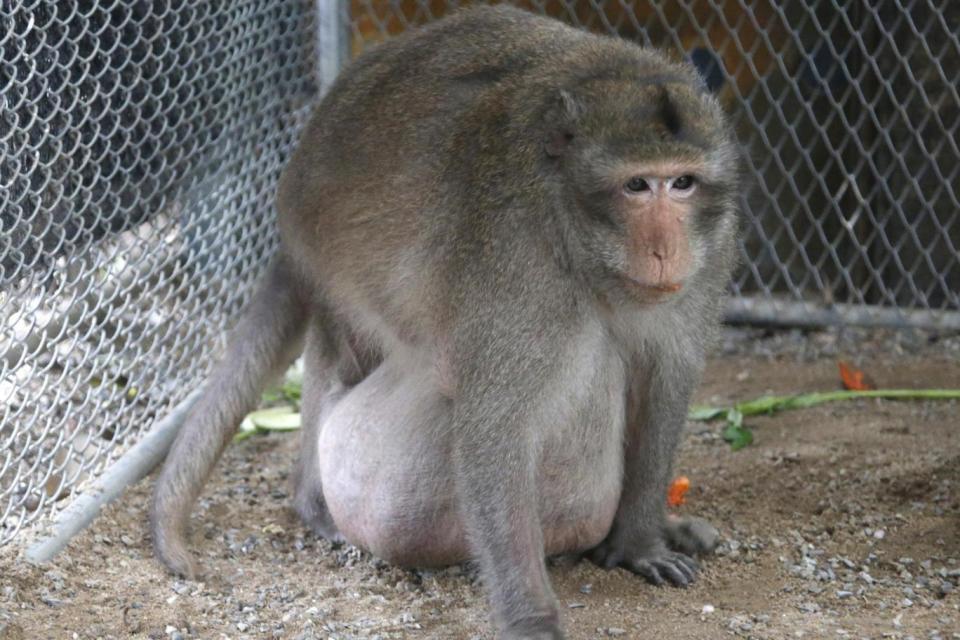 Wild obese macaque Uncle Fat in a rehabilitation center (AP)
