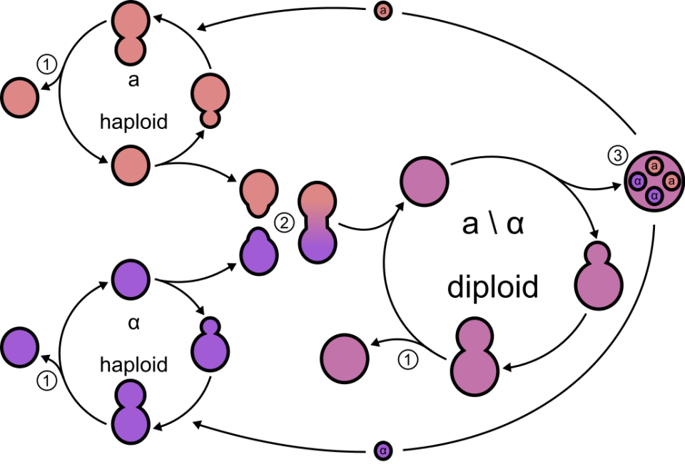 Yeast_lifecycle.svg