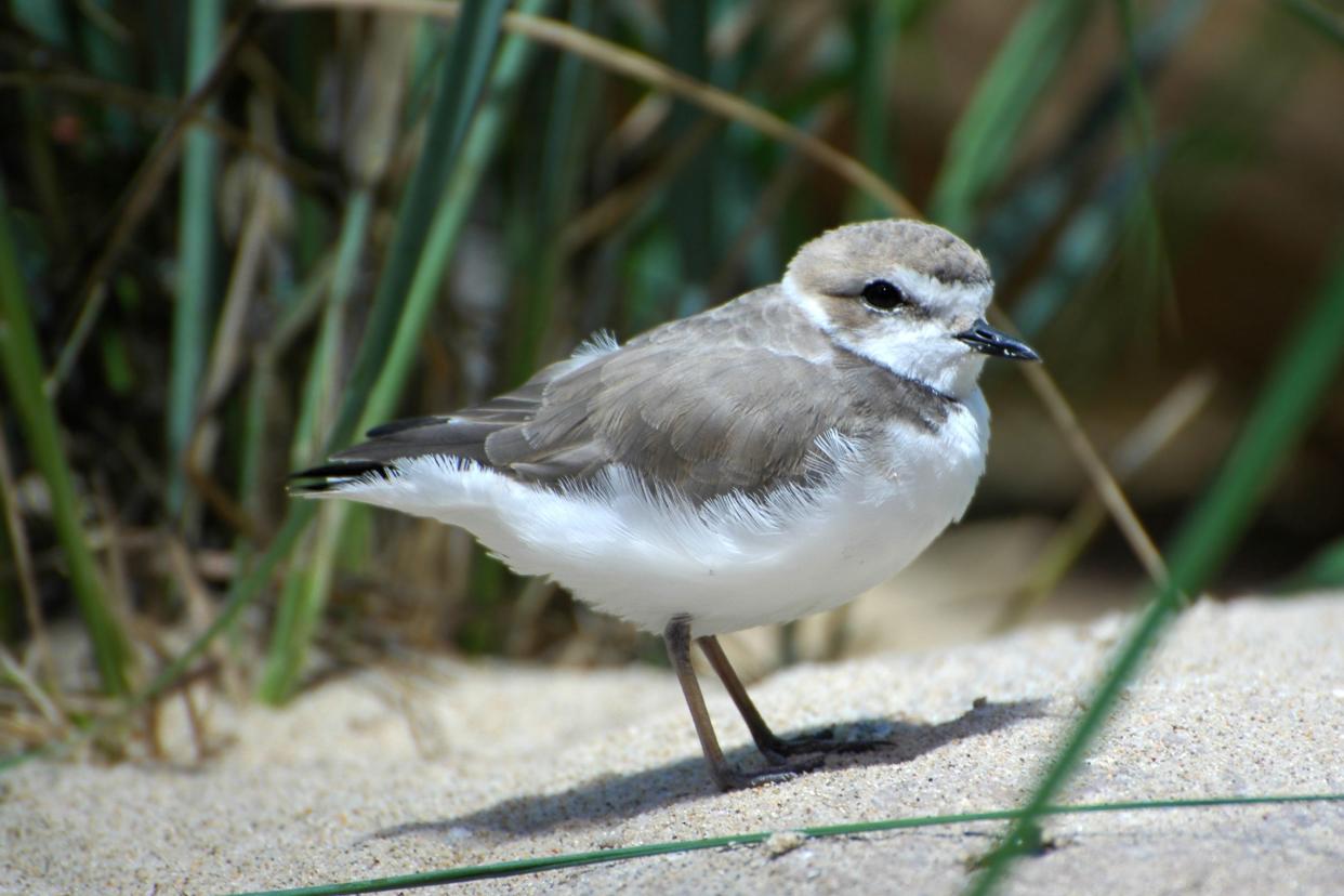 Snowy Plover, Point Reyes National Seashore, California