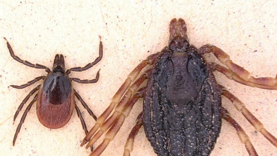 Die Zecken Gemeiner Holzbock und Hyalomma marginatum liegen nebeneinander. Foto: Lidia Chitimia-Dobler/Institut für Mikrobiologie der Bundeswehr/Ilustration