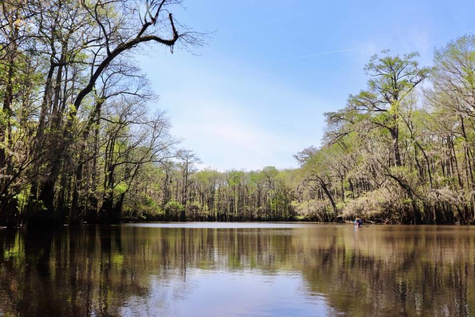 Bates Old River was the main channel of the Congaree River until the great flood of 1852 cut it off, forming a swampy reach with several lakes. The largest of these is three miles long and connects the landing with the Congaree.