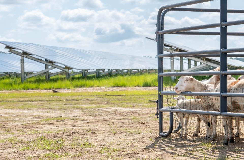Sheep mill around a pen near the field of solar panels during a commissioning event for FPL’s Blackwater River Solar Energy Center in Milton on Wednesday, June 7, 2023.  FPL introduced an agrivoltaic pilot program of using sheep to manage vegetation at the site.