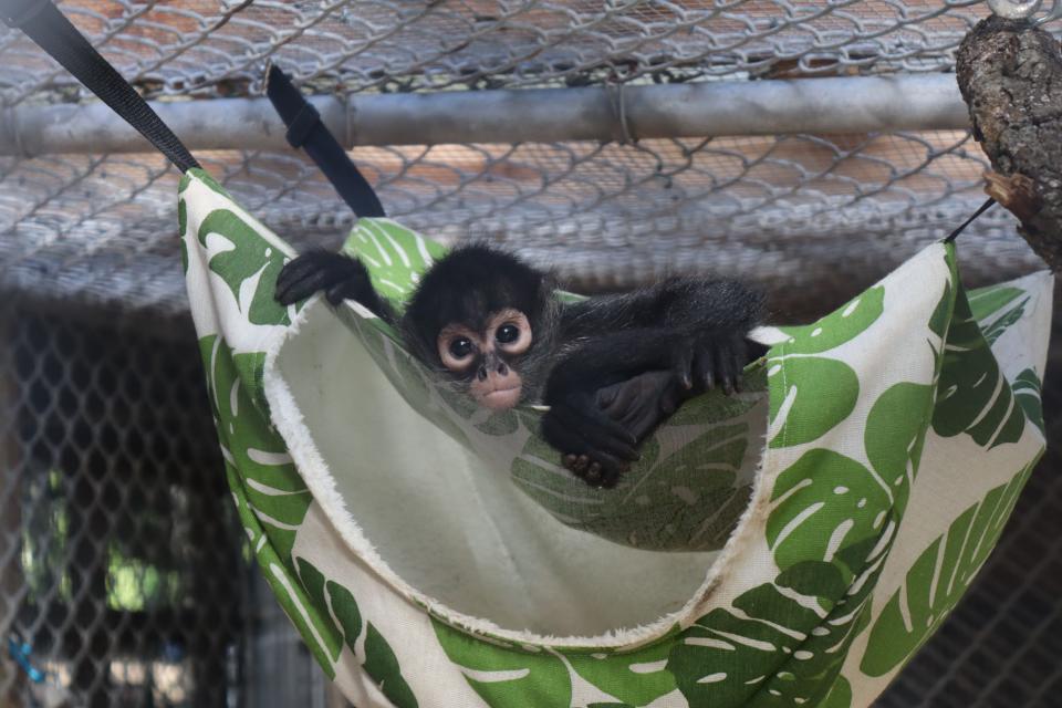 The Central Florida Zoo & Botanical Gardens is now home to three orphaned Mexican spider monkeys, who zoo officials say will make a difference for their species and help the Zoo educate visitors on the dangers of the illegal pet trade.