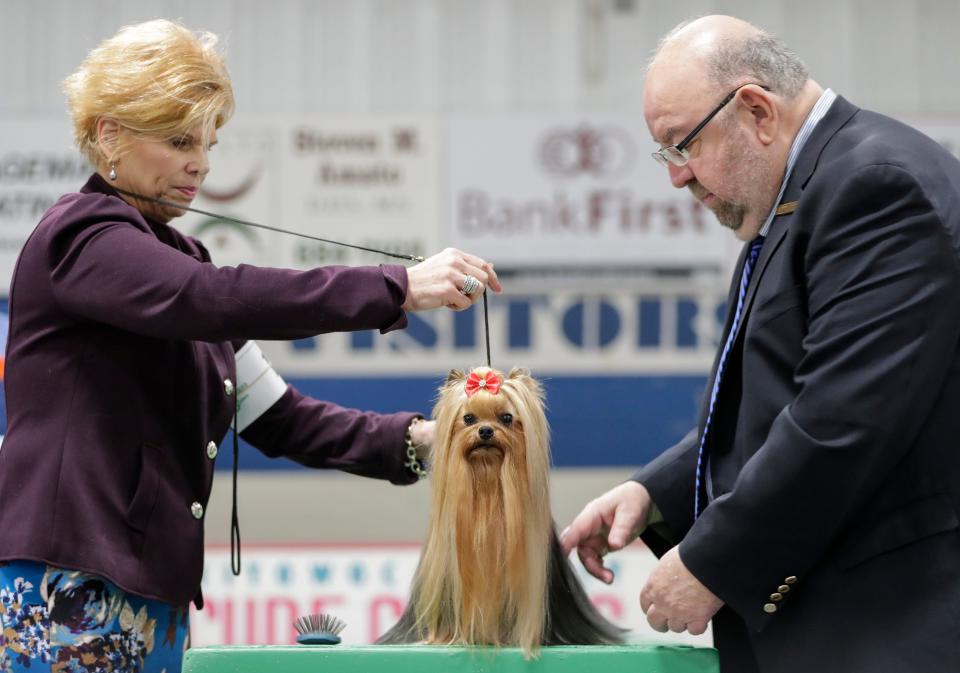 Judge Raymond V. Filburn Jr., right, looks over a Yorkshire Terrier during the Northeast Wisconsin Dog Show Classic at the Manitowoc County Expo Center Thursday, March 28, 2019, in Manitowoc, Wis. Joshua Clark/USA TODAY NETWORK-Wisconsin