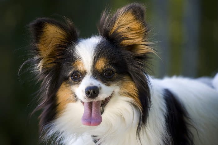 papillon dog