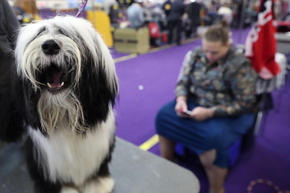 Questa, a Tibetan terrier breed, sits during the 143rd Westminster Kennel Club Dog Show in New York, Feb. 11, 2019. (Photo: Shannon Stapleton/Reuters)