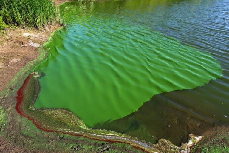 Una laguna bonaerense fuertemente afectada por la floración de cianobacterias.