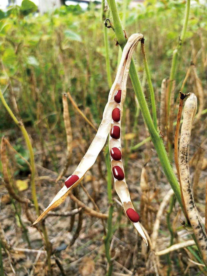 「久盛農場」的紅豆採取自然完熟方式乾燥採收。（圖／久盛農場提供）