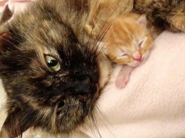 母貓對奶貓的愛實在太偉大了！ (圖/Sparkle Cat Rescue) 