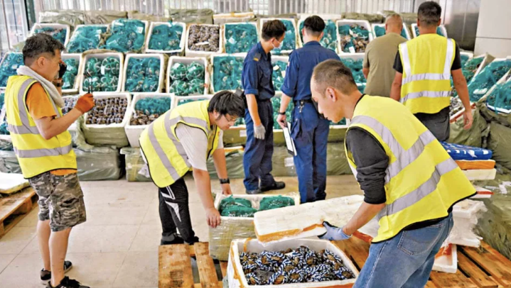 海關歷來最大宗大閘蟹走私案 檢獲4.8萬隻市值720萬