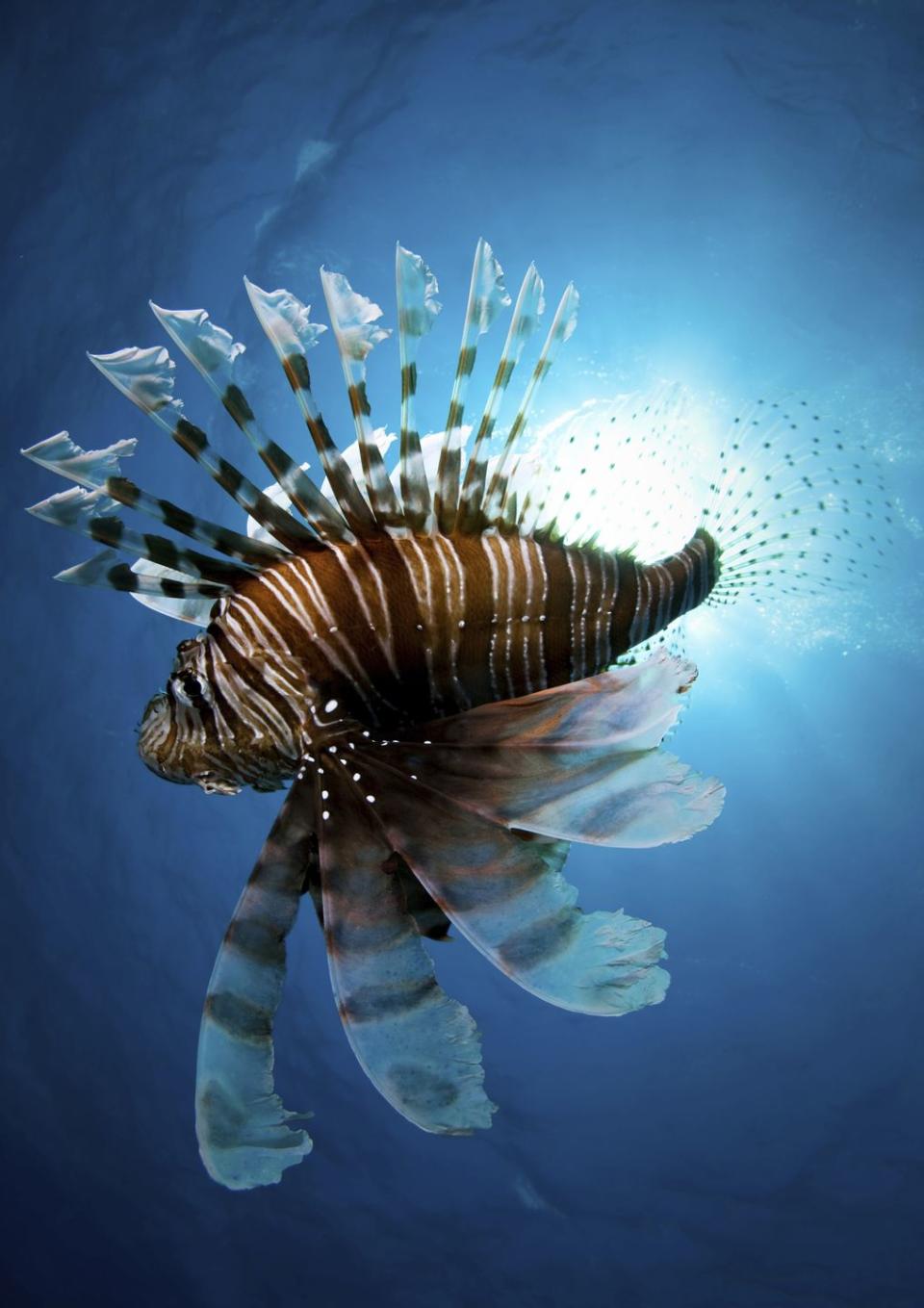 Florida Man Shoots Invasive Lionfish with Glock 9mm