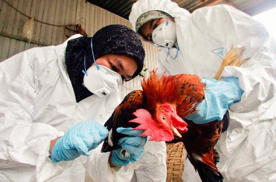 Gripe Aviar: Veterinarios/as en alerta para cuidar la Salud Pública. –  Colegio de Veterinarios de la Provincia de Mendoza